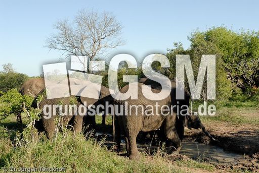 Afrikanischer Elefant (37 von 131).jpg